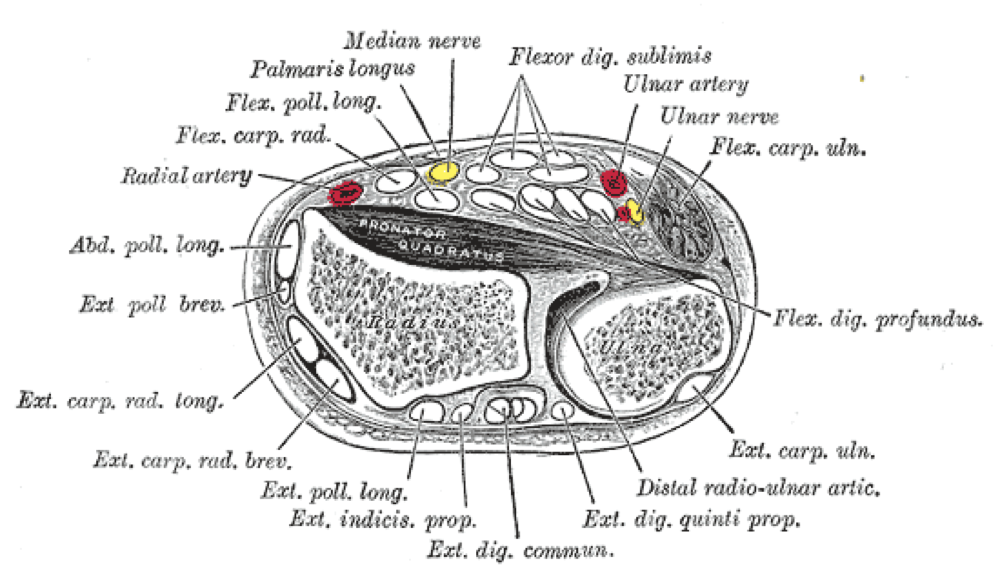 Cross-section of the antebrachium